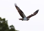 Osprey Flight Over the Salt&nbsp;Marsh