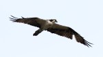 Osprey Flight Over the Salt&nbsp;Marsh