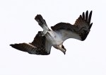 Osprey Flight Over the Salt&nbsp;Marsh