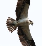 Osprey Flight Over the Salt&nbsp;Marsh