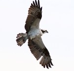 Osprey Flight Over the Salt&nbsp;Marsh