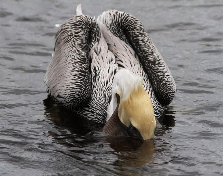 Pelicans Fishing in the Salt Marsh 