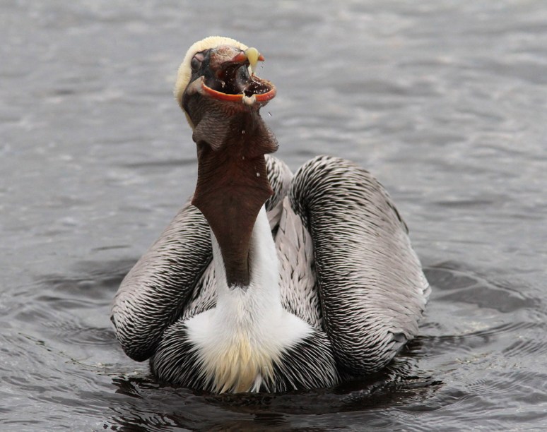 Pelicans Fishing in the Salt Marsh 