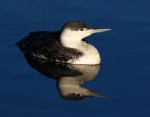 Red Throated Loon in Salt&nbsp;Marsh