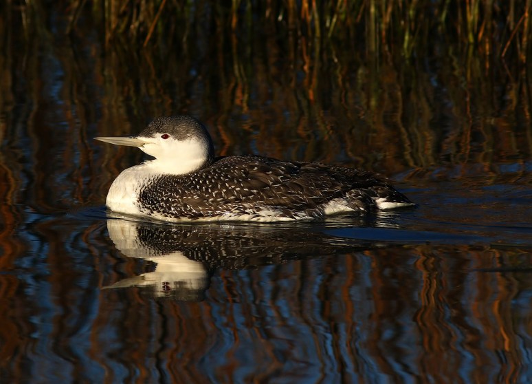 Red Throated Loon in Salt Marsh 