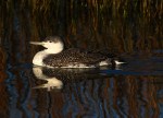 Red Throated Loon in Salt&nbsp;Marsh