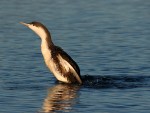 Red Throated Loon in Salt&nbsp;Marsh