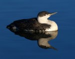 Red Throated Loon in Salt&nbsp;Marsh