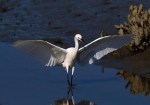Snowy Fishing in the Salt&nbsp;Marsh