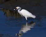 Snowy Fishing in the Salt&nbsp;Marsh