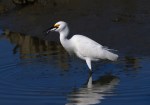 Snowy Fishing in the Salt&nbsp;Marsh