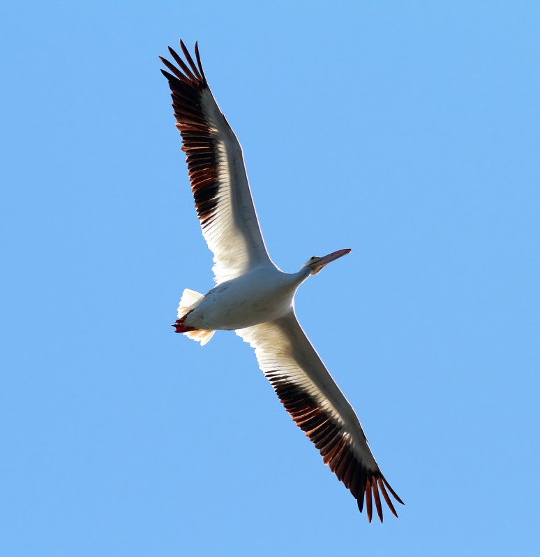 American White Pelican Flight