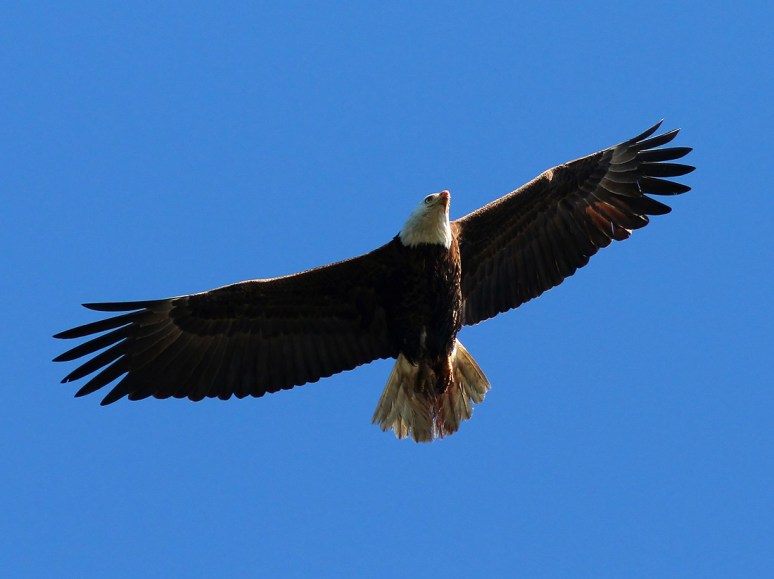 Bald Eagle Blue Sky Overhead Flight 
