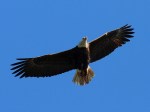 Bald Eagle Blue Sky Overhead&nbsp;Flight