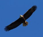 Bald Eagle Blue Sky Overhead&nbsp;Flight