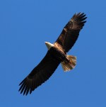 Bald Eagle Blue Sky Overhead&nbsp;Flight