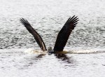 Bald Eagle Grabs&nbsp;Duck