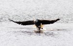 Bald Eagle Grabs&nbsp;Duck