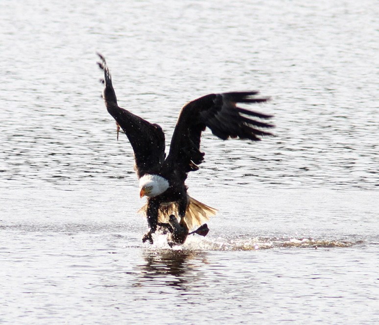 Bald Eagle Grabs Duck 