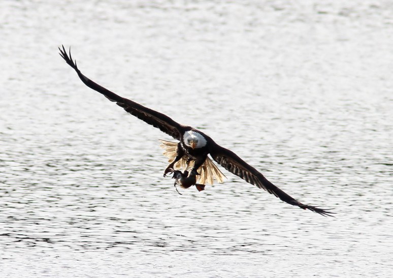 Bald Eagle Grabs Duck 