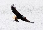 Bald Eagle Grabs&nbsp;Duck