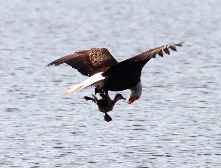 Bald Eagle Grabs Duck 