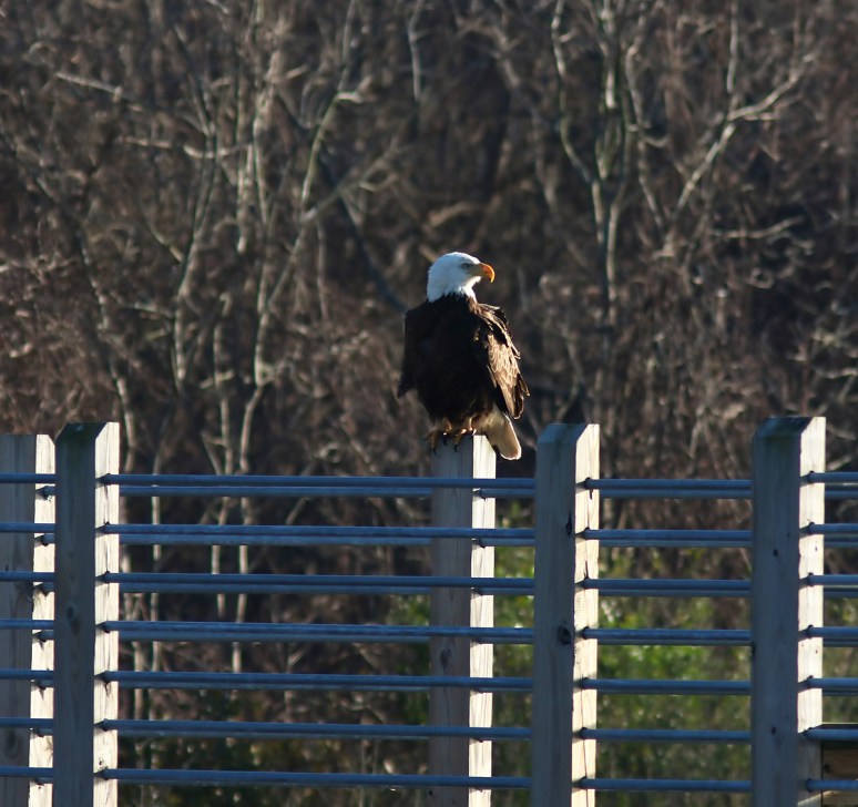 Bald Eagle Guarding The Area 