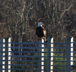 Bald Eagle Guarding The&nbsp;Area