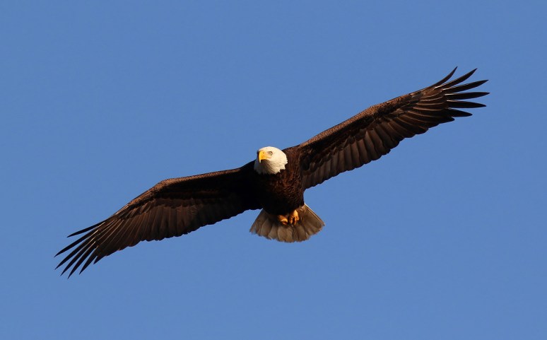 Bald Eagle Guarding The Area 
