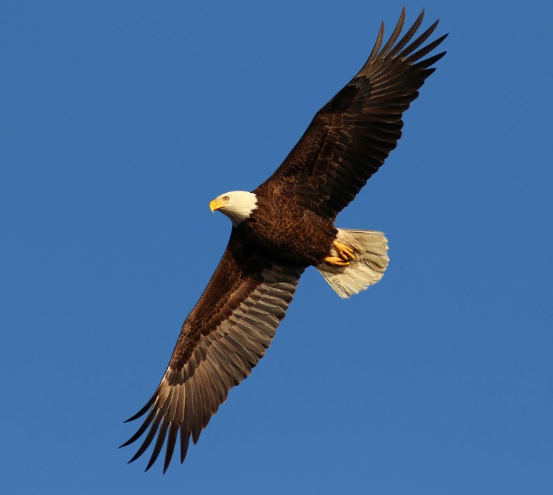 Bald Eagle Guarding The Area 