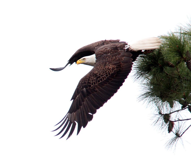 Bald Eagle in Pine Tree