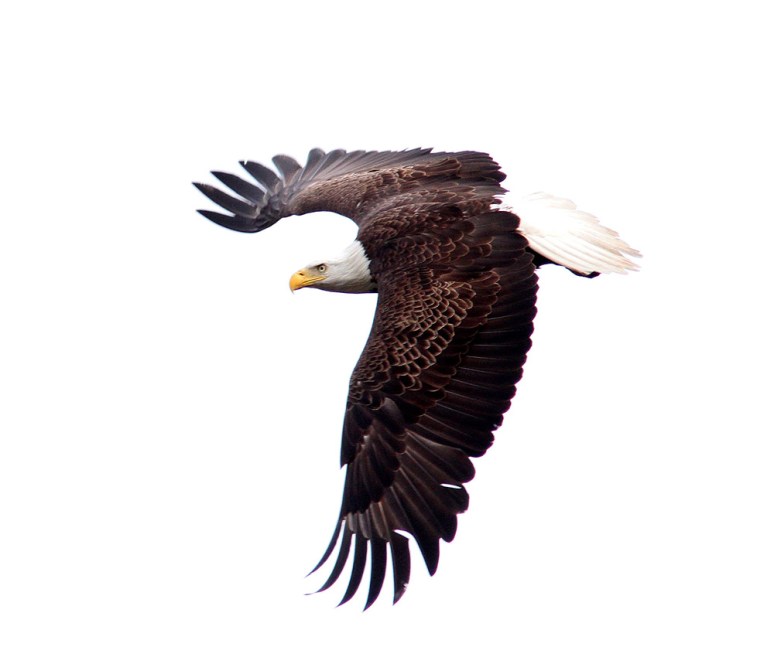 Bald Eagle in Pine Tree