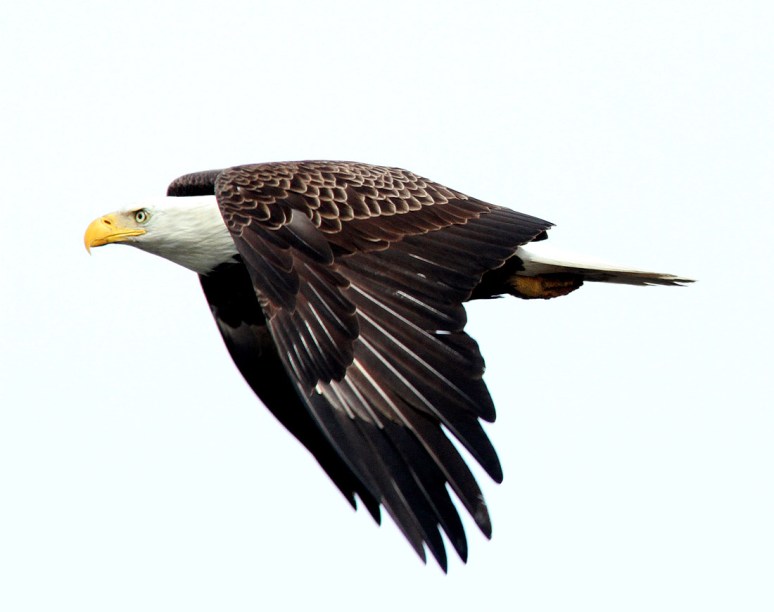 Bald Eagle in Pine Tree
