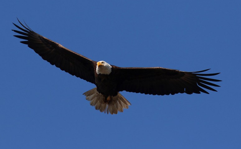 Bald Eagle Looking Worn Out 