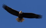 Bald Eagle Looking Worn&nbsp;Out