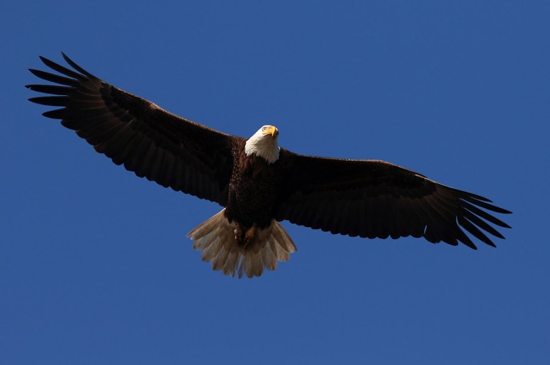 Bald Eagle Looking Worn Out 