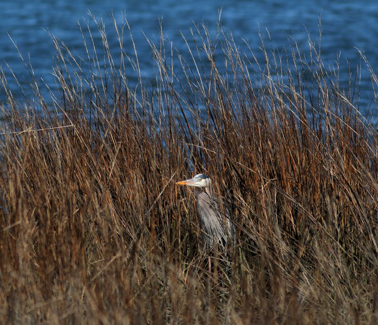 GBH Flies Up Out of the Reeds 
