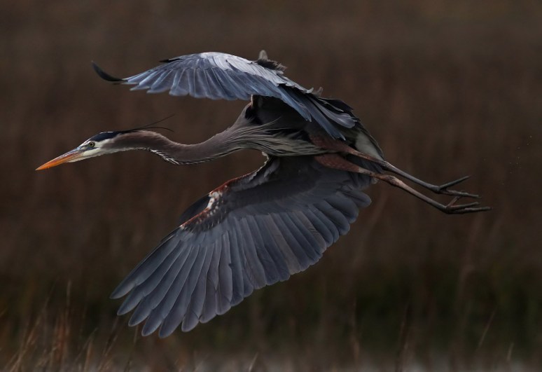 Great Blue Heron Flying Over Salt Marsh
