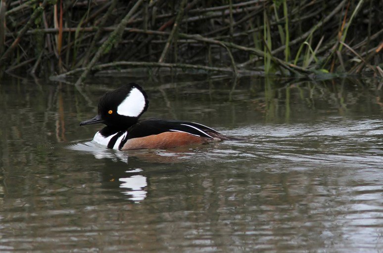 Hooded Merganser in the Salt Marsh