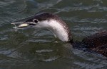 Loon Fishing in the Salt&nbsp;Marsh