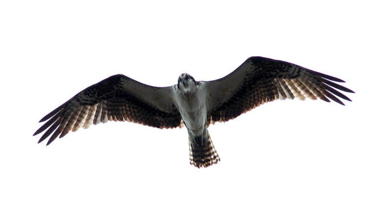 Osprey Grey Sky Flight