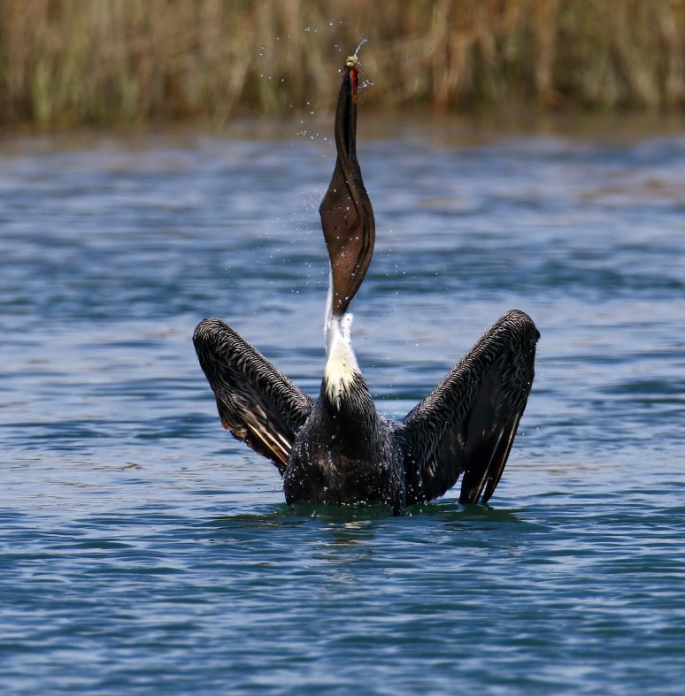Pelican Acting Funny 