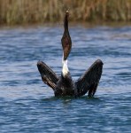 Pelican Acting Funny
