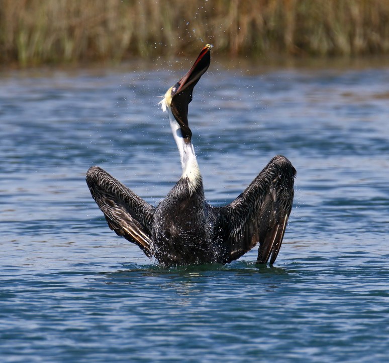 Pelican Acting Funny 