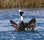 Pelican Acting Funny