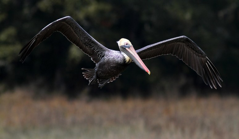 Pelican Hard At Work 
