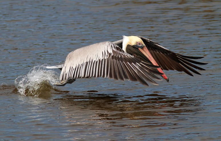 Pelican Hard At Work 