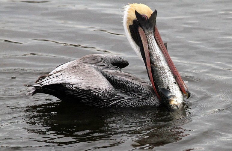 Pelican with Big Fish 
