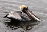 Pelican with Big&nbsp;Fish
