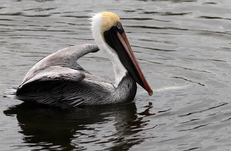 Pelican with Big Fish 